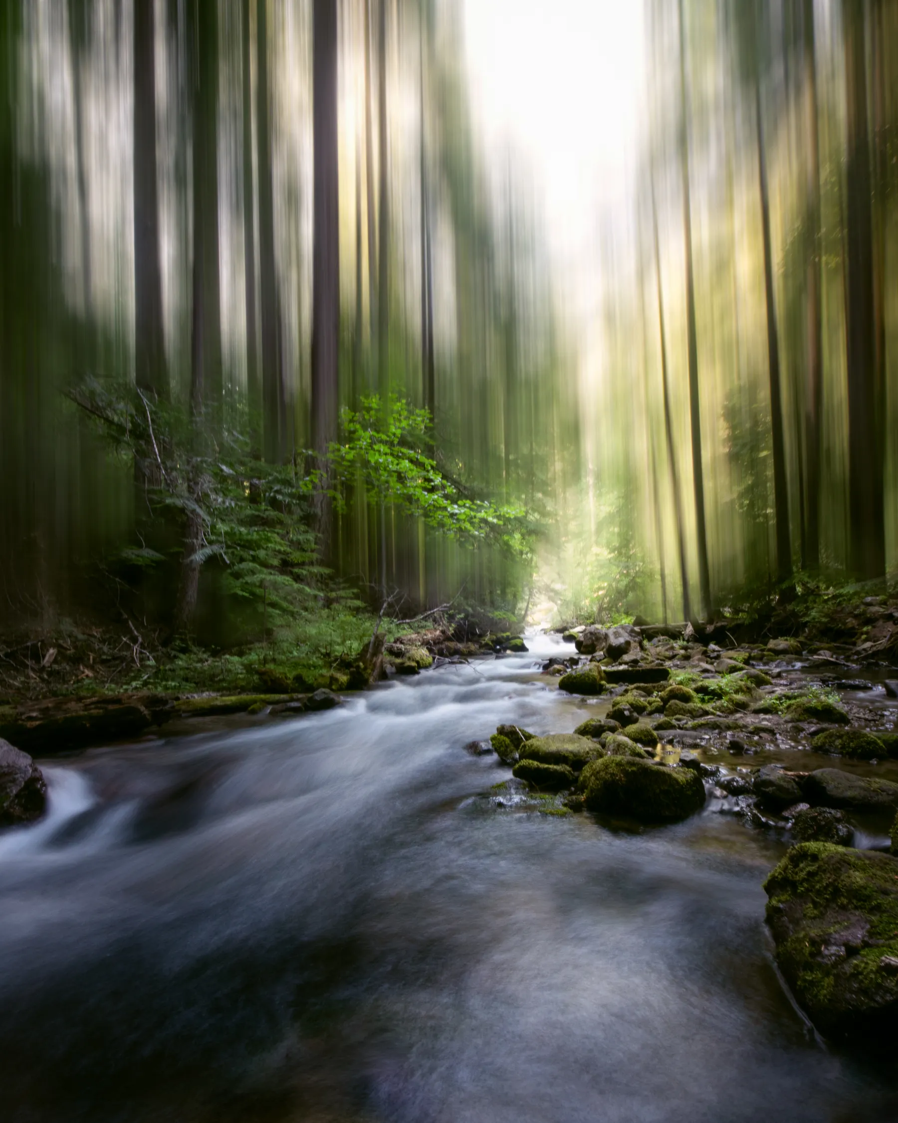 Sunlight passing through a forest onto a stream